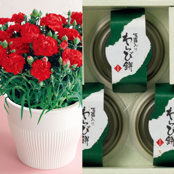 アサミグリーンプランツ カーネーション「伝えたい想い」（SUSTEE付）＋太田製茶 玉露入りわらび餅【母の日】 商品サムネイル